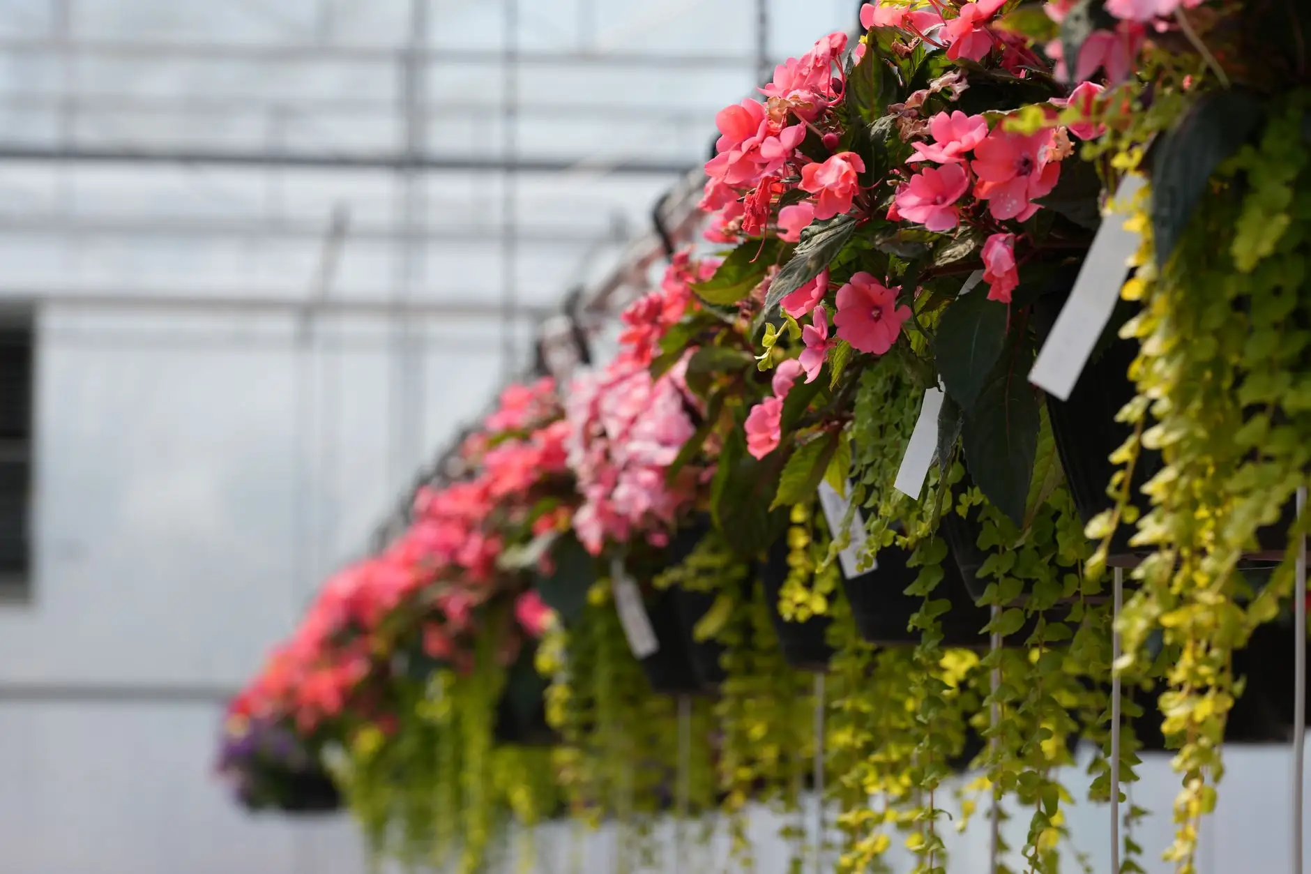艾美印象影视制作服务优势：品牌形象片与产品广告片的差异化策略